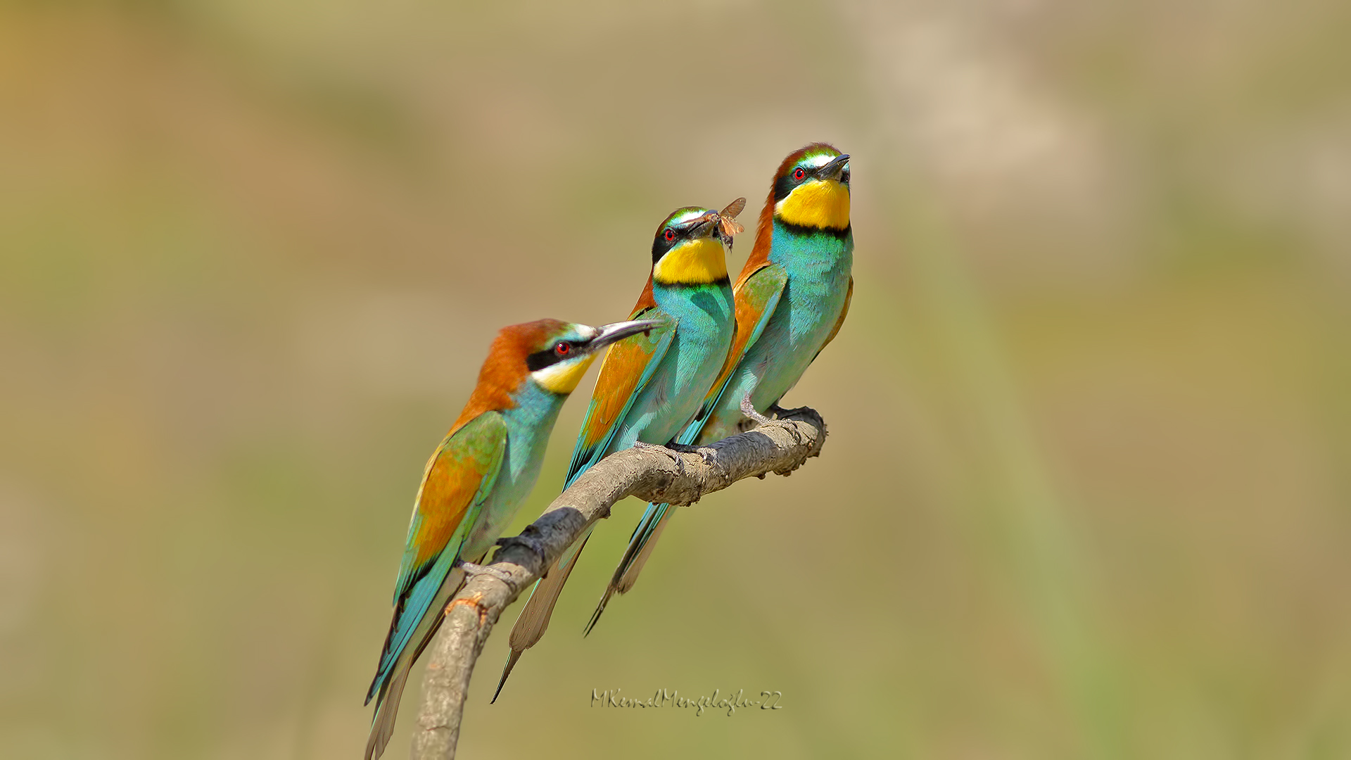 European Bee-eater